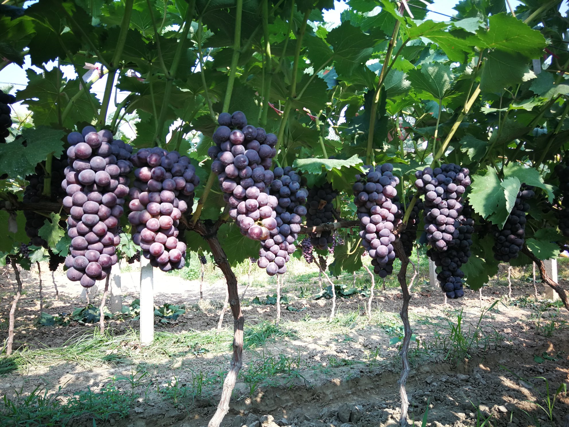 京亚葡萄成熟果穗特写