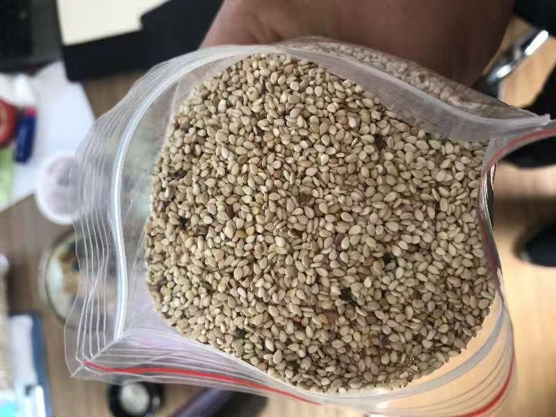 生芝麻储存对比实验示意图