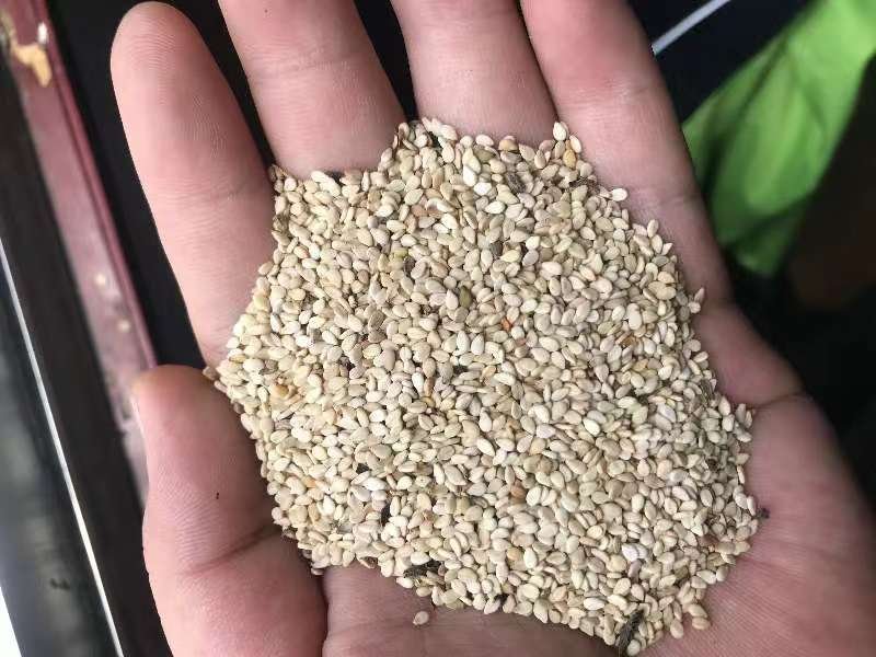 一盘分别盛放白色芝麻和黑色芝麻的特写照片,背景为木质餐桌,芝麻颗粒清晰可见,旁边摆放一个小勺用于展示日常食用份量,体现真实饮食场景 图片描述