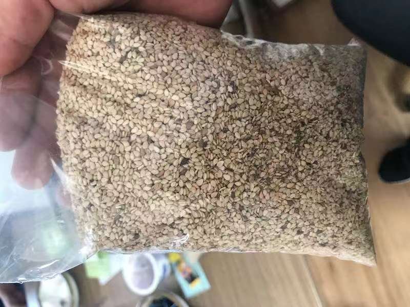 冀芝2号产后处理全流程实景:阳光充足下的规模化机械摊晒(厚度≤5cm),芝麻籽粒干燥均匀无焦糊;近景展示带‘冀芝2号’专用标识与区块链溯源码的食品级PE编织袋,袋内籽粒洁净饱满、无尘土碎屑,体现高标准产后管理 冀芝2号标准化晾晒与初加工场景:水泥晒场铺展金黄芝麻籽粒,工人手持竹耙翻动,背景可见带二维码溯源标签的编织袋堆垛