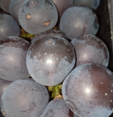 辽南特大粒巨峰葡萄果肉硬口感脆甜