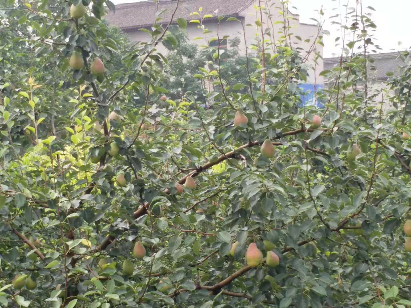 展示七月红梨果园的规模化种植场景,体现现代农业的集约化发展趋势 七月红梨果园航拍图