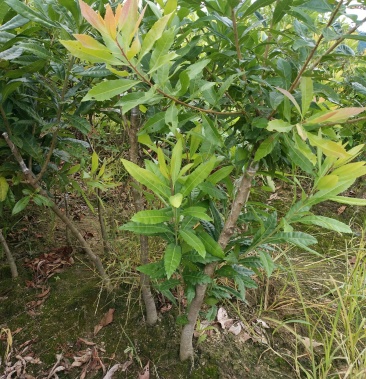 正宗嫁接东魁杨梅树苗南方北方种植果树苗包成活当年结果杨梅