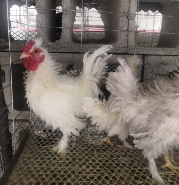 [翻毛鸡批发]翻毛鸡 菊花翻毛鸡 黑色双冠毛脚元宝鸡价格150.