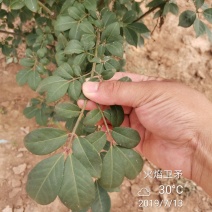 火焰卫矛冬红卫矛绿化工程苗苗圃大量供应