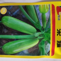 西葫芦种子绿领荣耀西葫芦种子