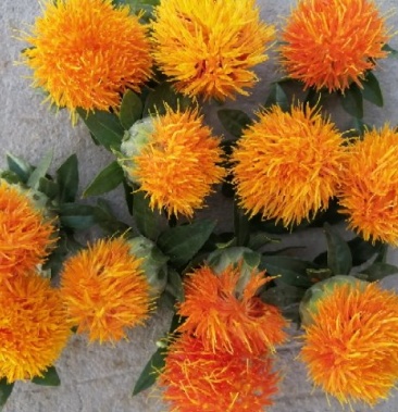 [红花批发]红花头价格10.00元/斤 - 一亩田