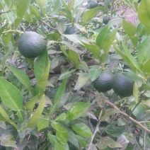 香橙鲜果，种子