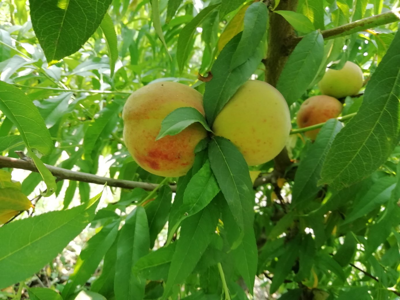 一位果农正在对83黄桃树进行夏季修剪,手持修枝剪,专注地剪除多余枝条,树冠呈开心形结构,阳光透过树叶洒落,周围可见悬挂的黄色粘虫板 图片描述