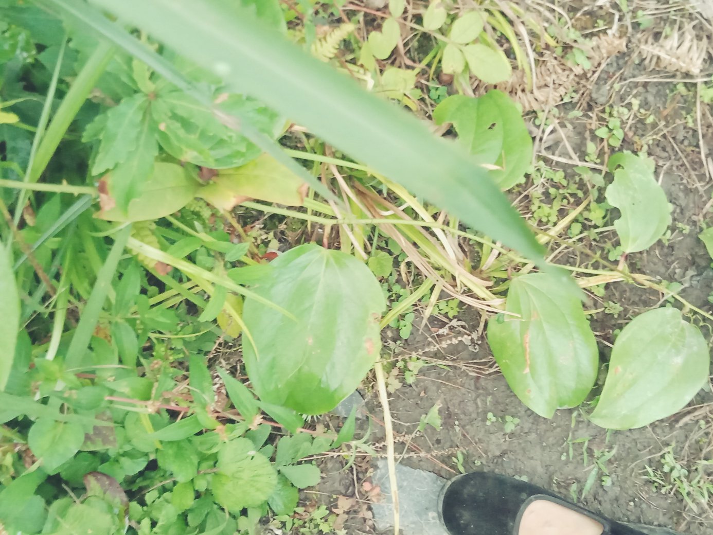 鱼腥草植株全貌