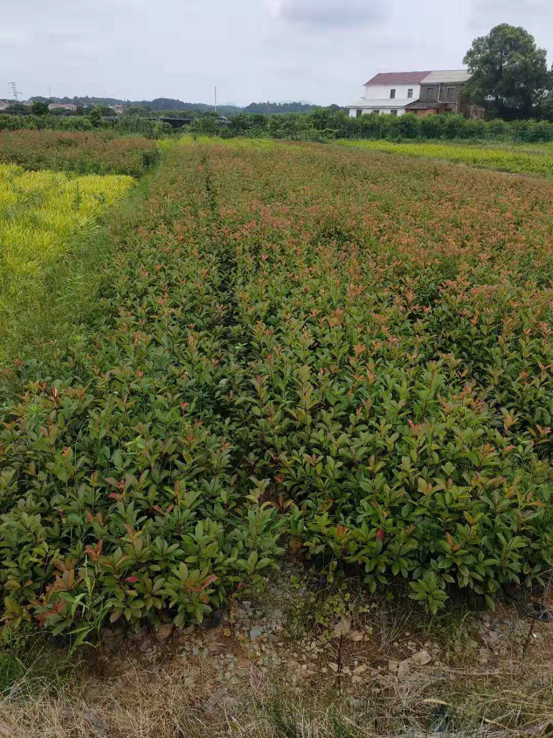 [紅葉石楠批發]紅葉石楠小毛球冠幅30/40cm 紅葉石楠球球價格4.