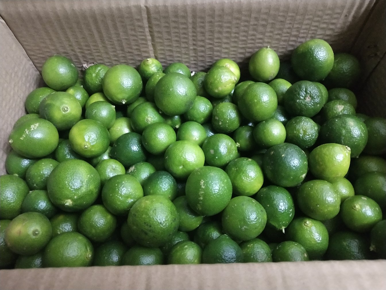 冰箱保鲜袋中的小金桔