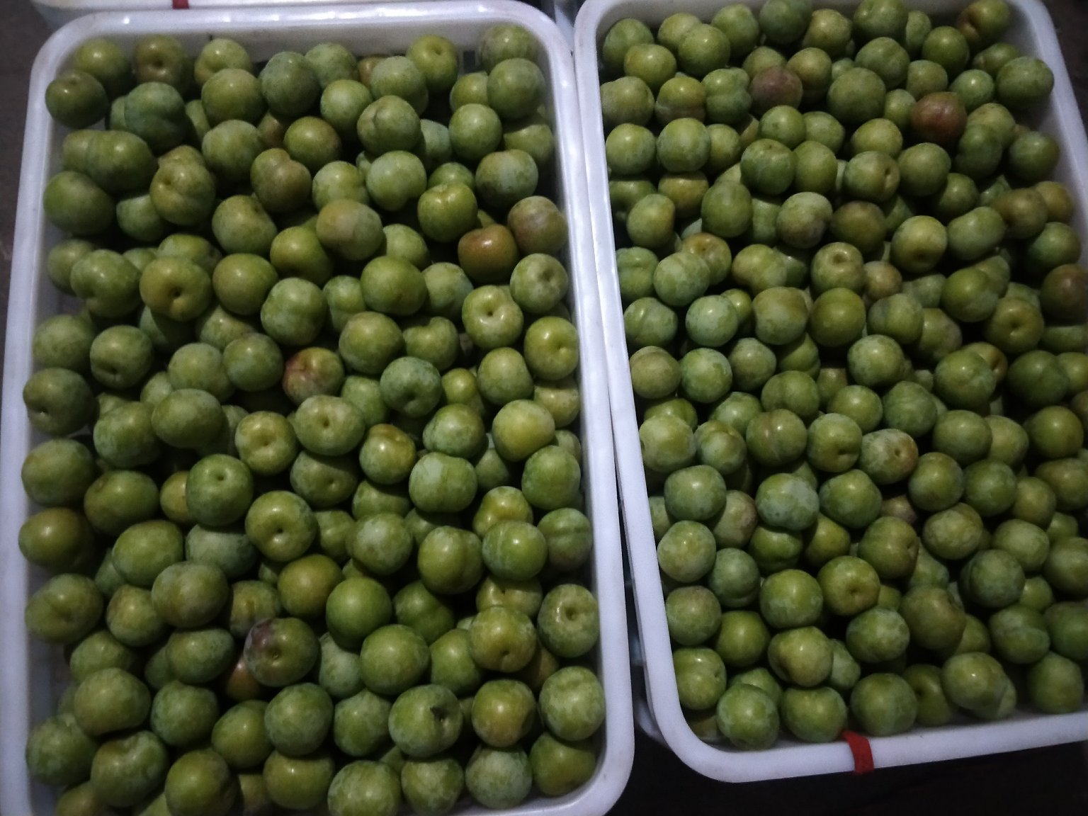 四川青李子特写