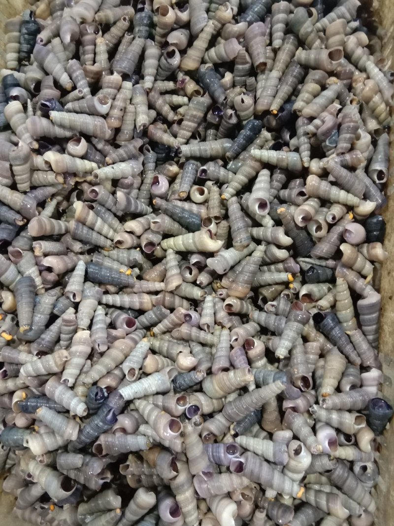 新鲜钉螺鲜活去尾钉螺螺狮螺丝海鲜水产麻辣钉螺