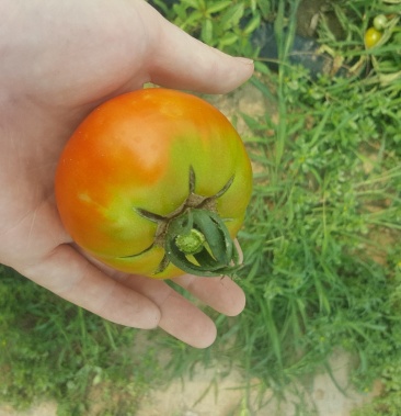 [西红柿批发]杠六九西红柿价格10.00元/斤 - 一亩田