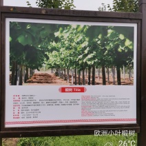 欧洲大小叶椴树紫叶椴树大小规格均有