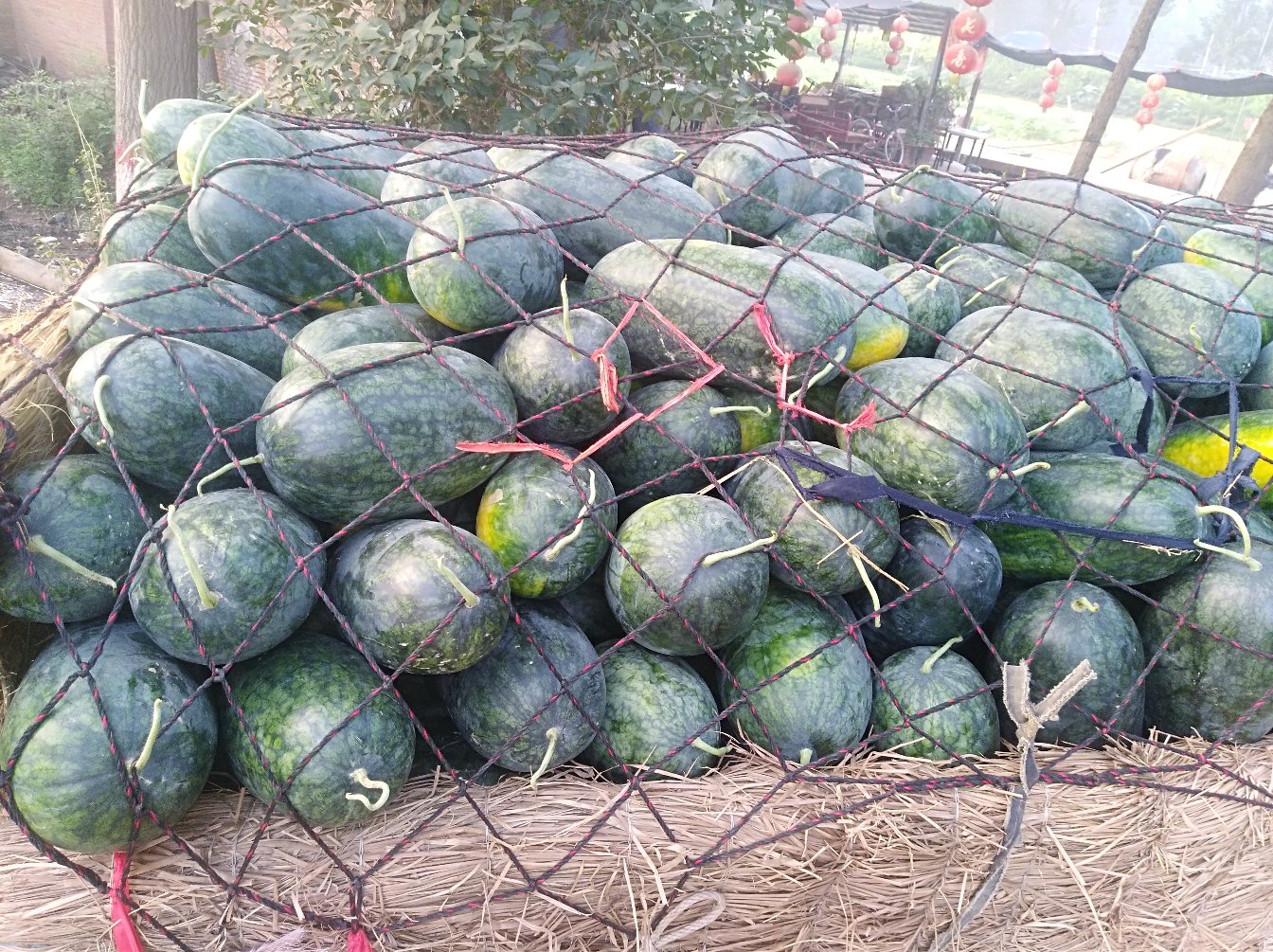 定边县西瓜分拣包装车间实景