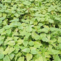 梓树苗