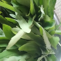 野生蔬菜长白山特产黑土地的野生新鲜现采菜曲么菜