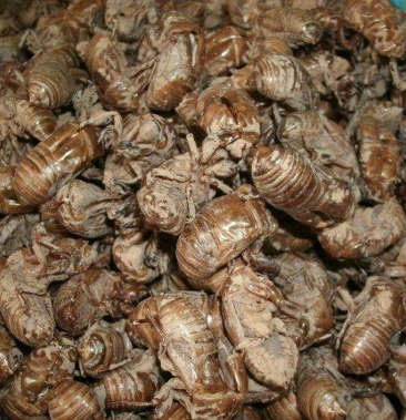 [蝉蜕批发]蝉蜕价格140.00元/斤 - 一亩田