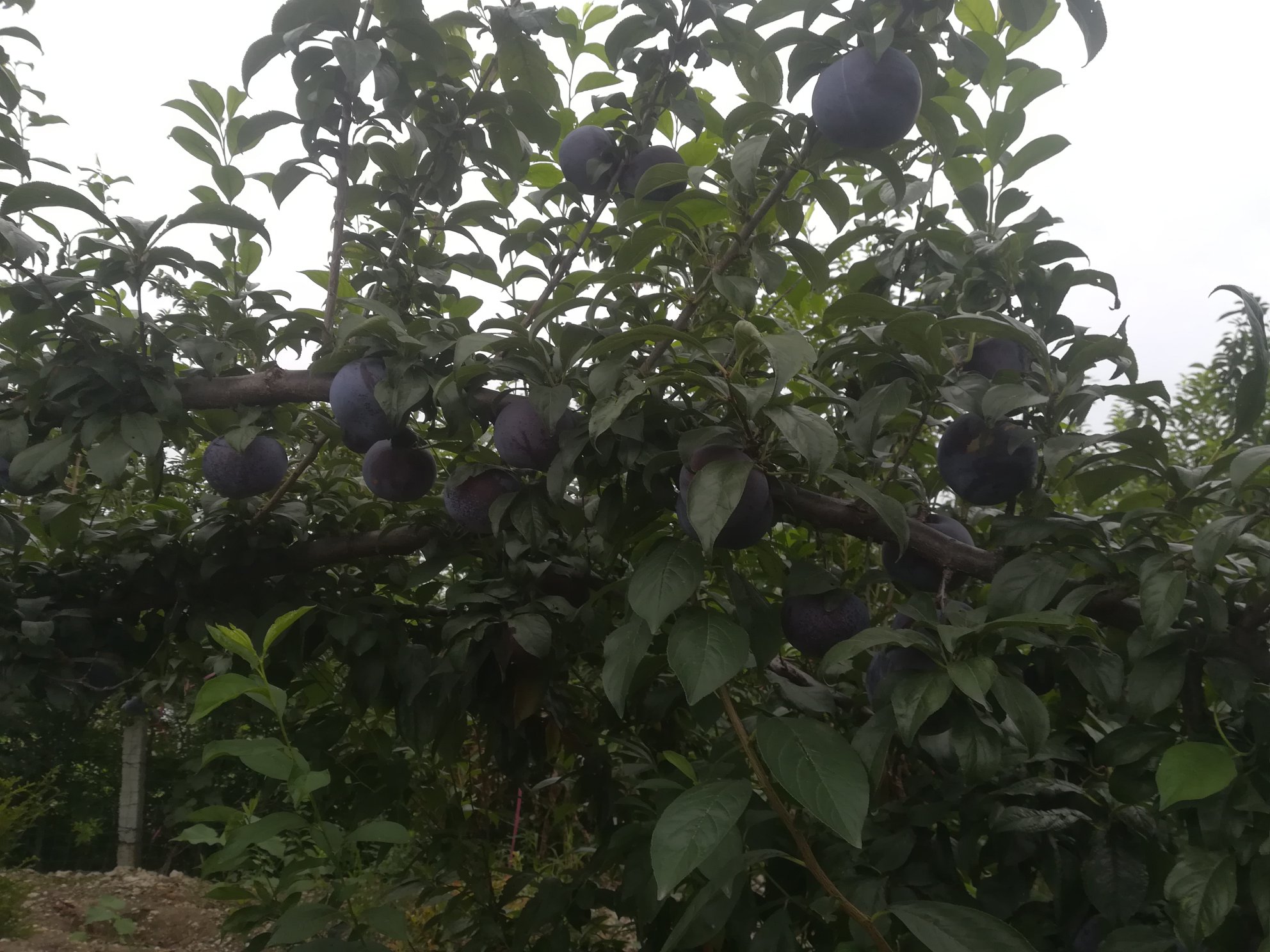 李子布林果园风光