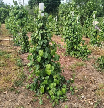 [槟榔批发]蒌叶 槟榔佬叶 捞叶价格20.00元/斤 - 一亩田