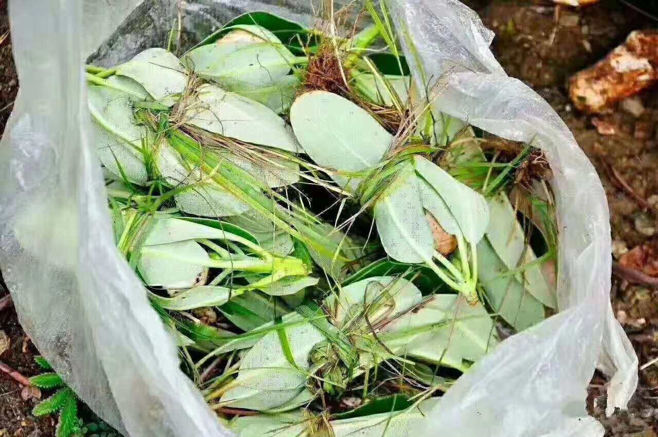 香格里拉高山森林中的新鲜松茸