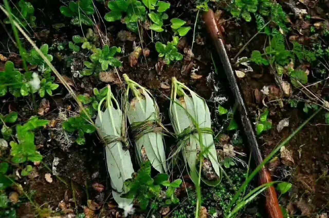 采摘松茸的农户