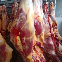 自产自销蒙古国马肉，精品马肉