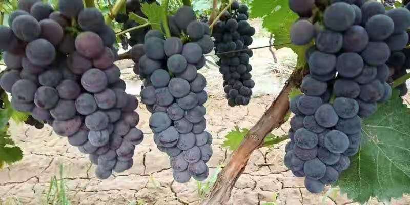 左侧为夏黑葡萄植株,叶片较大、叶缘锯齿明显,新梢红褐色;右侧为京亚葡萄植株,叶片中等大小,叶背绒毛较多,枝条呈浅褐色。背景为典型葡萄园架式结构,显示两种品种在篱架栽培下的生长姿态差异 夏黑葡萄与京亚葡萄植株对比图