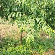 占地桃树