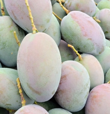 [凯特芒批发]青皮凯特芒果价格3.00元/斤 - 一亩田