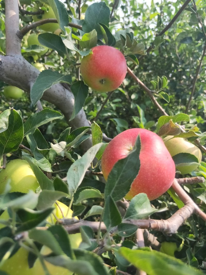 美国八号苹果图片