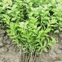 枸杞叶苗枸杞菜枸杞树苗枸杞盆栽,种植大叶食用枸杞