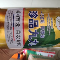 白菜种子珍品九九青梗菜种子
