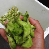 菱角菱米大量上市，欢迎采购