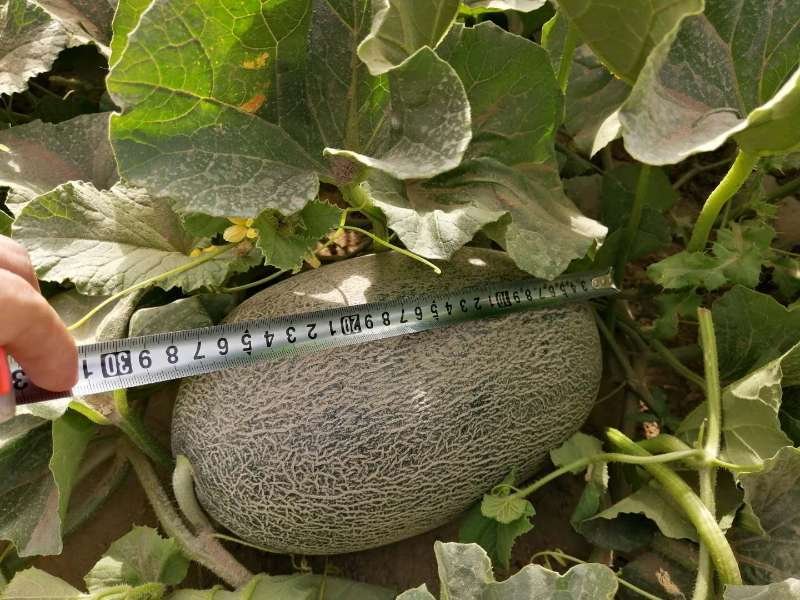 一名农业技术人员使用软尺测量一颗成熟哈密瓜的横径与纵径,背景为田间瓜棚,瓜面纹路清晰,呈金黄底色带绿色网纹,旁边放置标准体积对照模型 哈密瓜尺寸测量示意图