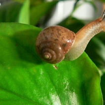 野生蜗牛