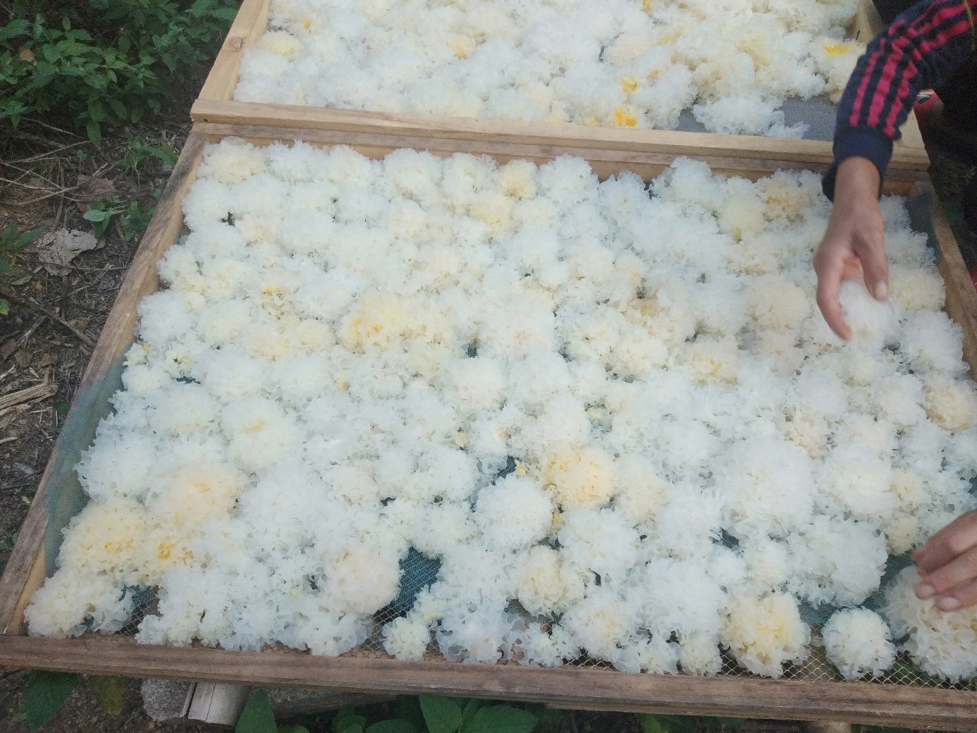 晾晒中的优质椴木银耳