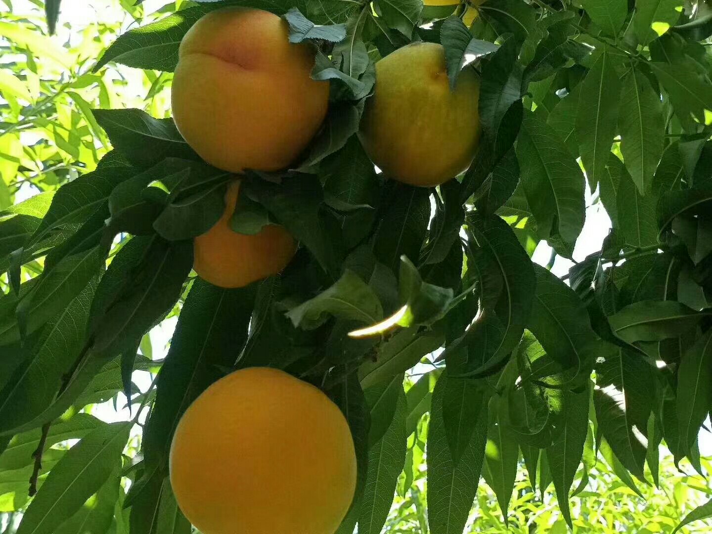 83黄桃整树挂果特写