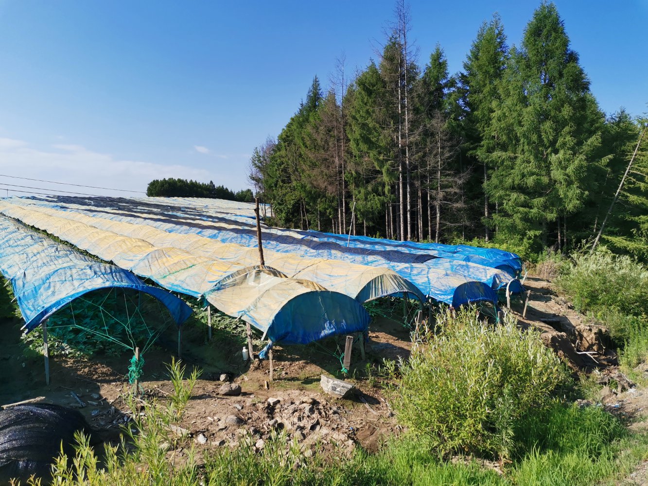 龙园红参种植基地航拍图