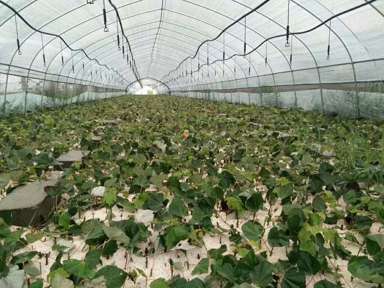 红枫小苗培育场景