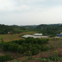 鱼塘出租