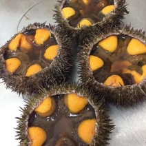 海胆，马胆，黄胆，紫胆，马粪海胆