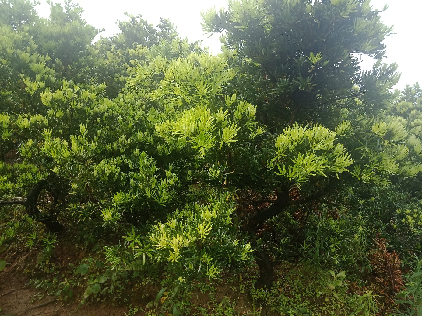 健康的罗汉松植株,枝叶繁茂,色泽鲜绿 罗汉松健康生长状态