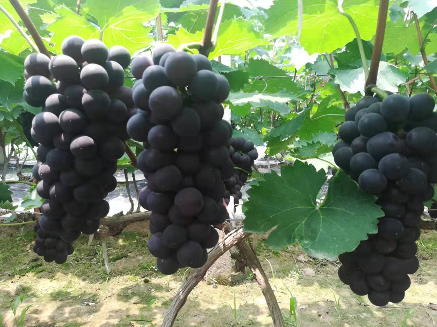 葡萄藤果园全景