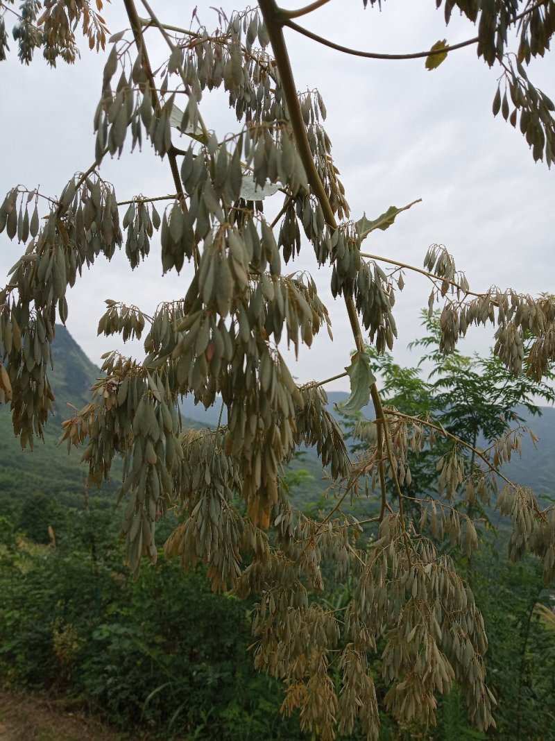 博落回果夹图片