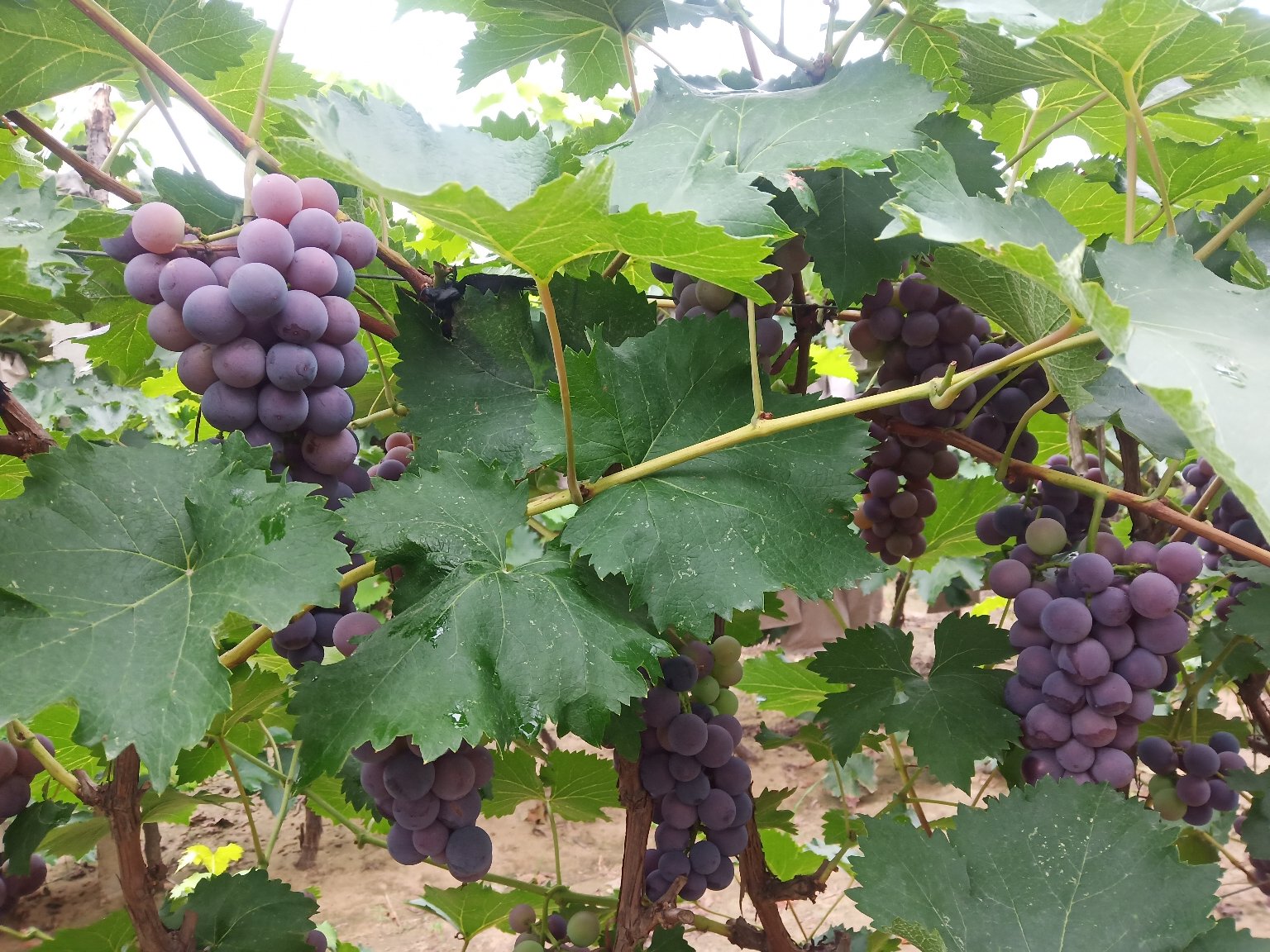 上方为京亚葡萄园,位于河北怀来丘陵地带,行距整齐,植株密度适中,采用篱架栽培,整体呈现早熟品种绿色至紫红色渐变;下方为浙江绍兴巨峰葡萄园,地处平原水网区,采用避雨棚+Y型架栽培模式,棚内湿度控制良好,果穗悬挂整齐,地面覆盖反光膜以促进着色 葡萄园航拍对比示意图