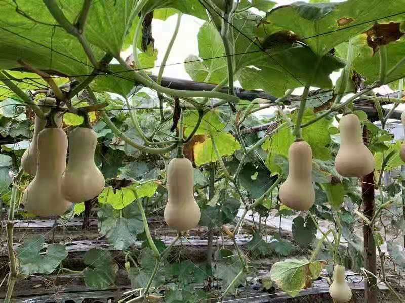新鲜奶油南瓜果实呈梨形,浅黄褐色硬质外皮,光滑无棱;切开后果肉橙黄致密,质地细腻如奶油,中心腔小,种子扁平浅褐色,排列紧密 奶油南瓜整果与切面特写