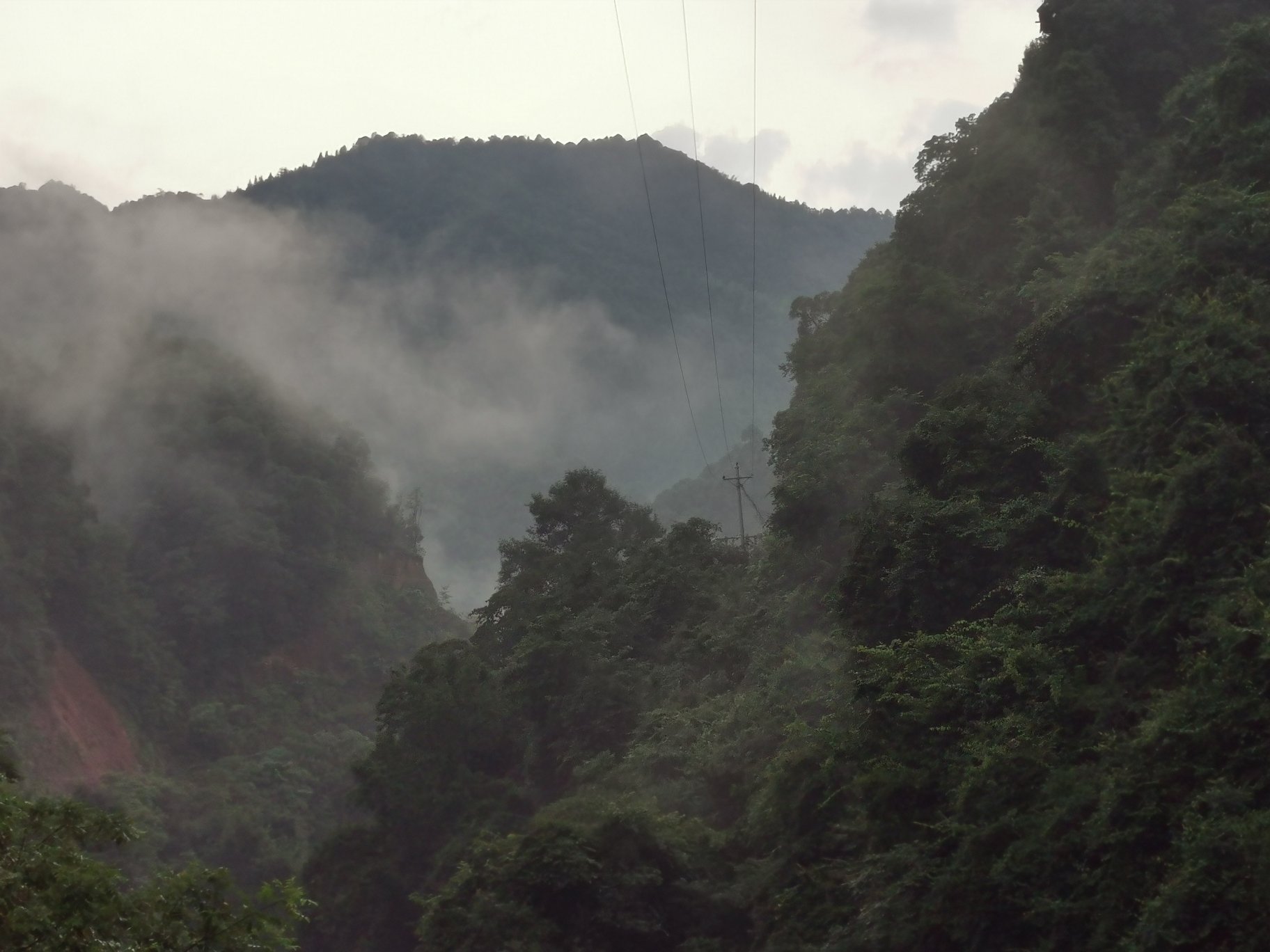 炎陵高山果园中的锦绣黄桃挂果实拍